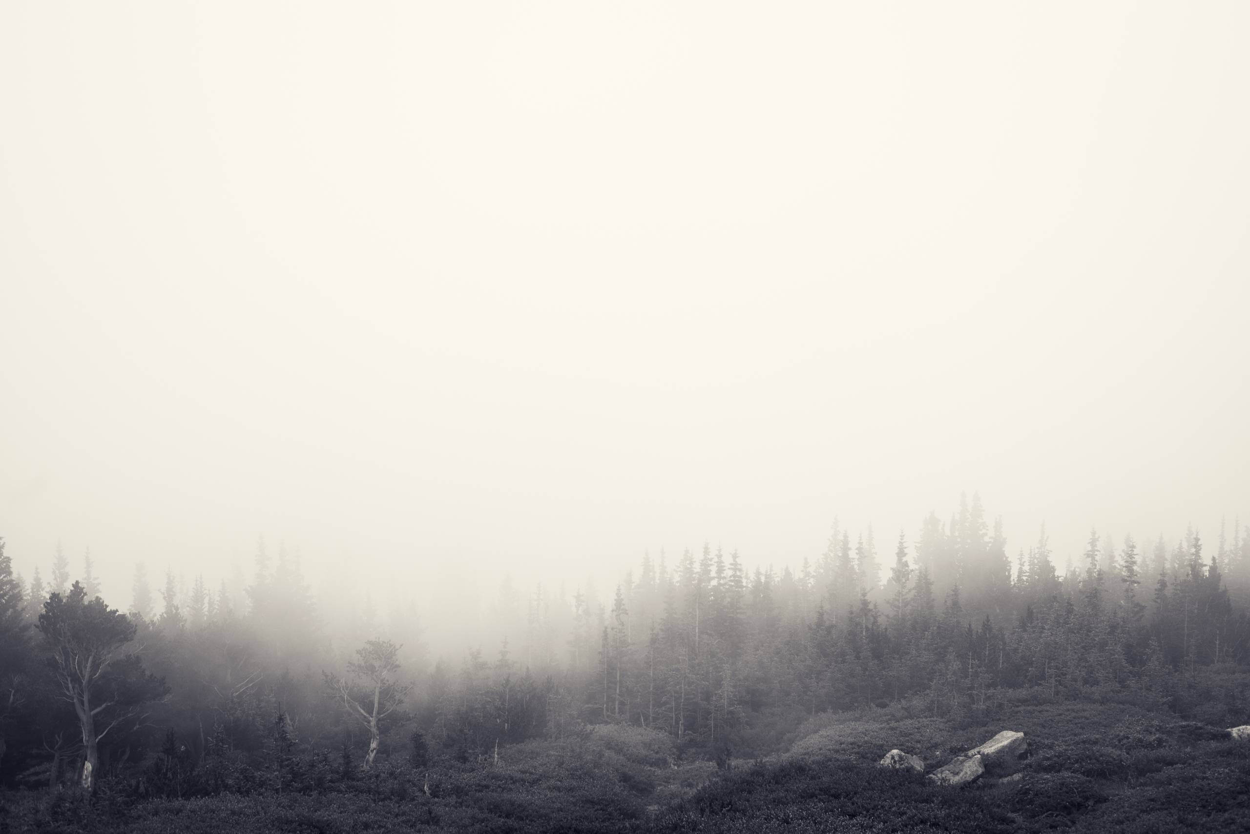 Foggy Forest - Jake Stewart