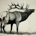 elk